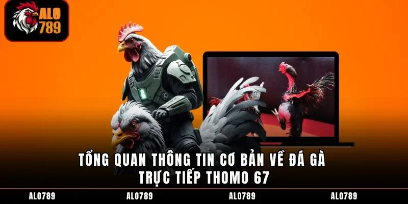 Tổng quan thông tin cơ bản về đá gà trực tiếp Thomo 67