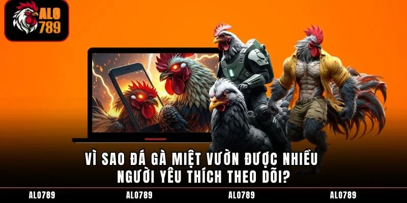 Vì sao đá gà miệt vườn được nhiều người yêu thích theo dõi?
